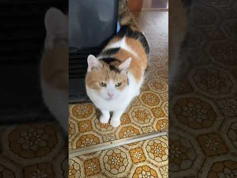 【三毛猫】かわいい声で喋りかけてくる猫
