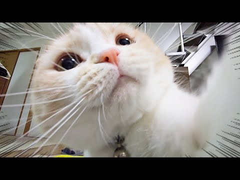 病院から帰った猫の様子がおかしいです文句が止まりません