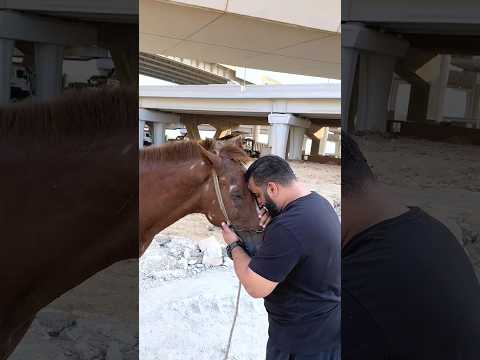 Brave man rescued helpless horse🥹💔||#shorts #viral #shortsfeed #viralvideo #viralshorts #rescue