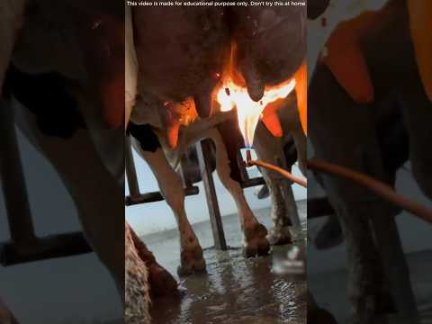 Removing udder hair using low flame ￼
