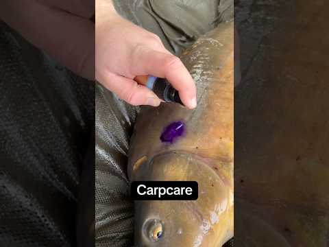 Only fishermen know the importance of carp care.👏🏻👏🏻#carpfishing #carpcare#fishingvideo