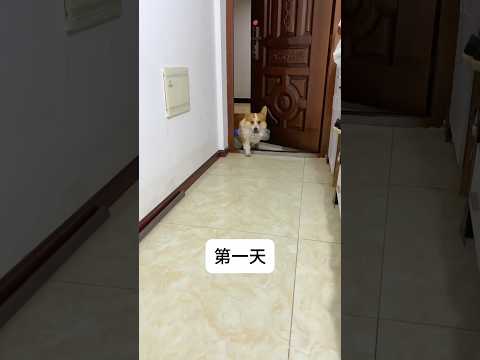 Wait Till You See What This Dog Brings Last ๐ณ๐ถ