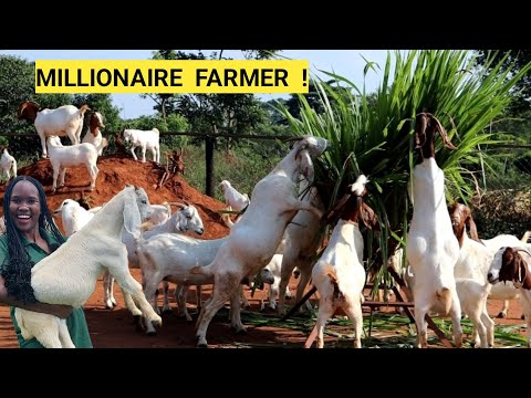 This is What You Need For A Simple GOAT Farm Business! | Plan, Housing, Feed, 2024 FARM ROUTINE