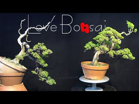 How to bend a bonsai - great bonsai bending skills #bonsai #lovebonsai