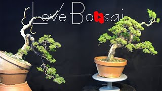 How to bend a bonsai - great bonsai bending skills #bonsai #lovebonsai