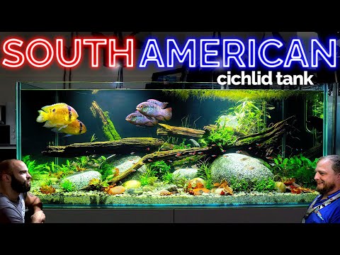 The South American Cichlid Aquarium_ EPIC 4ft Plan 👇👇MD MERCH CLICK HERE👇👇: 
FULL SHOP_ https_//md-fish-tanks.creator-spring.com

LIGHT USE