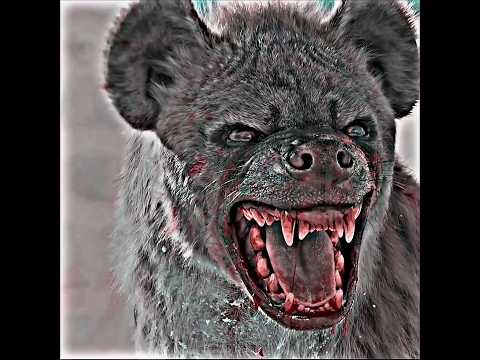 don't underestimate?the hyena?fight with boy?#respect #shorts
