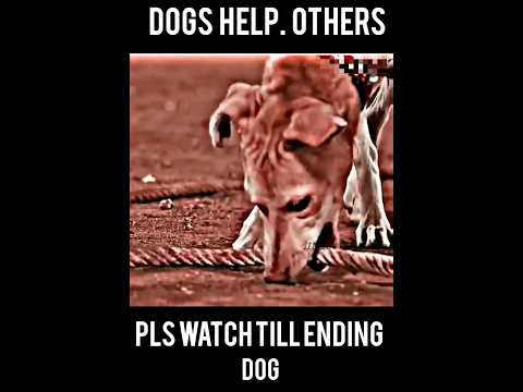 Dogs help other dogs#shorts