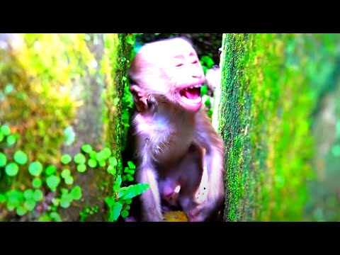 Special Clip Collection Of The Week of Pigtail Baby Monkeys | RNP