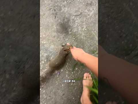 다람쥐가 손을 문 이유 ?