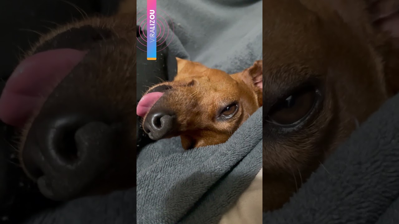 Dog Bill aparece em seu modo clássico de sono: totalmente “desligado”