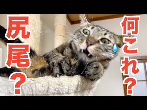 自分のお尻に尻尾がついていることに気づいた猫...