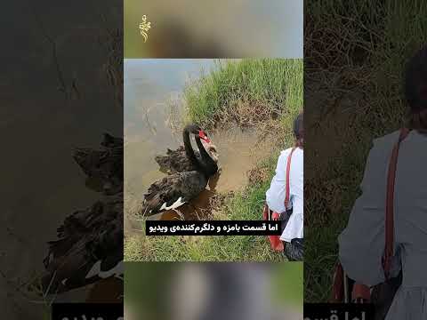 لحظه قشنگ نجات یک جوجه قو 🥹❤️