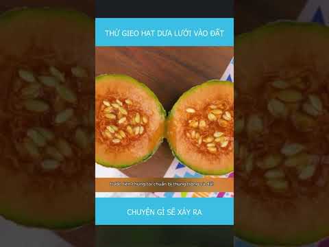 Thử gieo hạt Dưa lưới vào mà không giúp cây thụ phấn sẽ ntn | HIỂU BIẾT KEZIZIN #cuocốcng