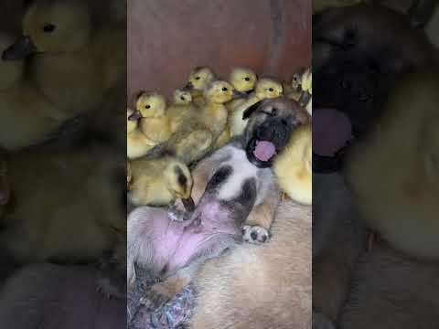 The little duck mistook the dog’s penis for a worm. The cute dog Jin Taiyang’s original creation