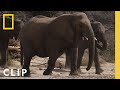 Desert Elephants: Survival Strategies and Challenges