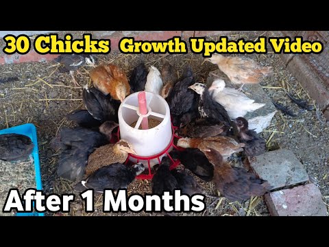 30 Chicks Growth After 1 Months Updated Video | देसी मुर्गी के चूज़े 1 महीने बाद