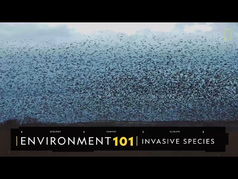 101環境教室：入侵種《國家地理》雜誌 - YouTube(3分27秒)