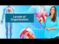 Levels of Organization in Multicellular Life