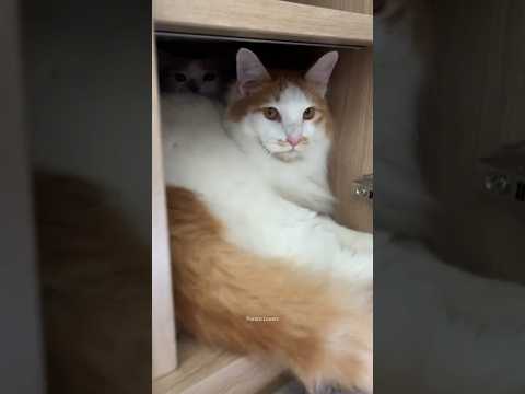 Ocil dan farrel bikin gemess 🤣 #kucingpororo #catlover #kucinglucu