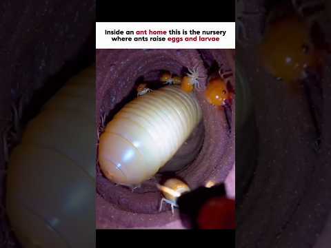 Ant With a Camera Shows Its Home 🤯