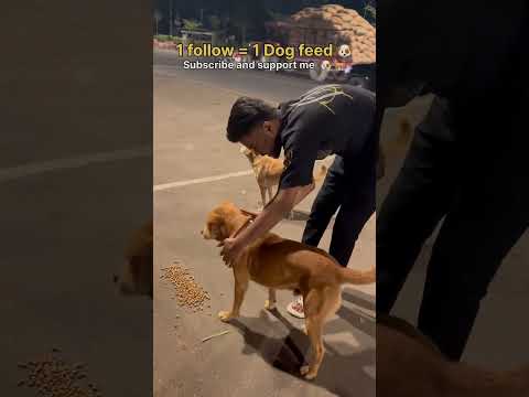 Once Again for All Street Dog 🐶  Lovers