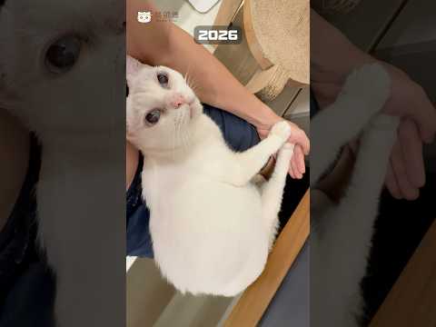 絕對要待在腿上的女子 #豆漿 #cat #貓咪