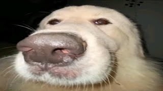 Memes for dog enjoyers 🐶