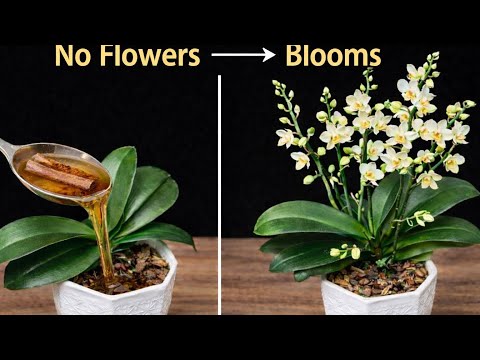 Sadece üstüne serpin! Çiçeksiz orkide aniden çilginca çiçek açar