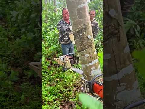 Khi cây cao su thách đấu dàn cưa máy