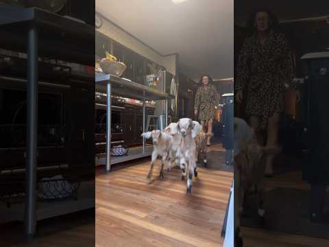 The Morning Routine ☕️ #shorts #homestead #bottlebaby #farmlife #goat #goatkids #goats #nubian