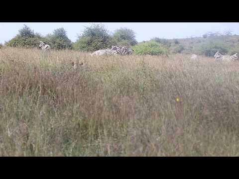 Zebra herd have no idea they are being watched