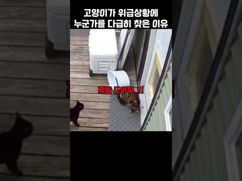 고양이가 위급상황에 찾은 뜻밖에 존재