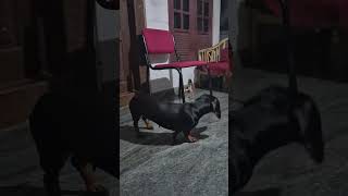 Full padakkam aanalle daivame #petshub