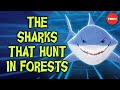 Exploring the Role of Sharks in Marine Forest Ecosystems