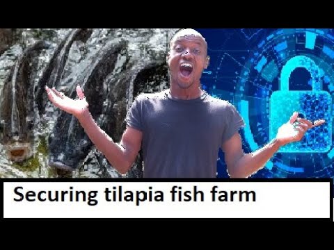 SECURING YOUR TILAPIA FOOD FISH FARM || THEFT AND  SECURING YOUR TILAPIA FISH FARM INVESTMENTS

As the demand for fish and fish protein grows across th