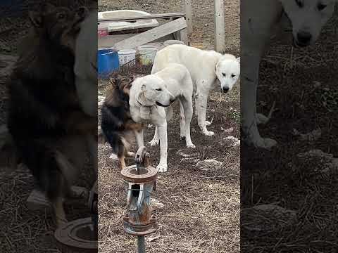 AKBAŞ POMERANİAN AŞKI KÖTÜ SON #akbaş #kangal #köpek #guarddogs #kurt #bigdog