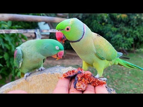 Mithu Parrot Eating Figs From my Hand | Amazing Natural Parrot Video