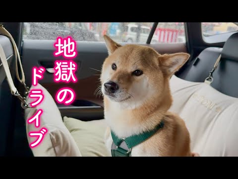 すぐ側で雷が落ちて恐怖のあまり一睡も出来ず地獄のドライブを味わう柴犬