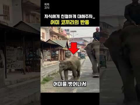 자식에게 호의를 베풀자 어미 코끼리 반응