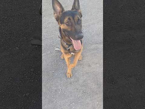 Sirius sizleri selamlıyor 🤣 #köpekeğitimi #köpek #gsd #dog #malinois #k9 #almankurdu #shortvideo