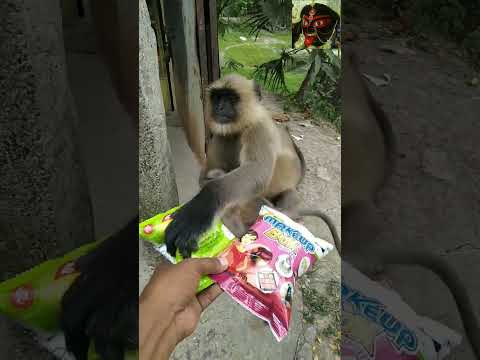 Hanuman