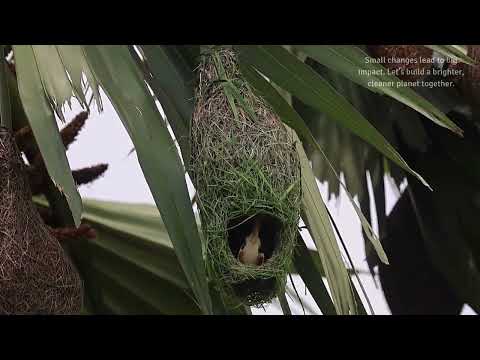 Masterful Detailing in duplex nest🏗️🪹 #weavers #birdnest #nestbuilding #duplex