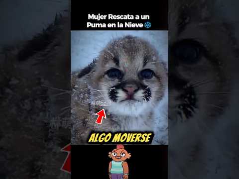 De la Nieve al Hogar: El Increíble Rescate de un Puma Bebé. ❄️