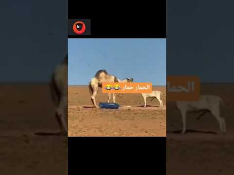 الحمار حمار 😂
