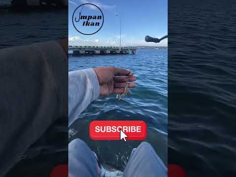 Pilih jenis umpan terbaik buat mancing ikan predator!