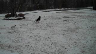 1/7/2010 Dogs playing in snow