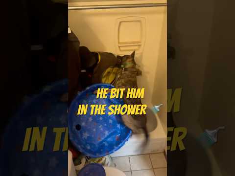 Bitework ! #dogtraining #doglover #viralvideo #dogowner #puppy #petowner #dutchshepherd #dog #dogs
