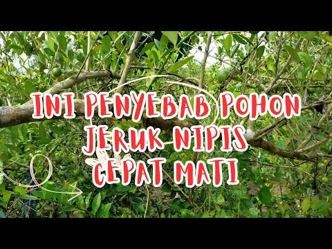 Hati2 ini penyebab pohon jeruk nipismu cepat berakhir