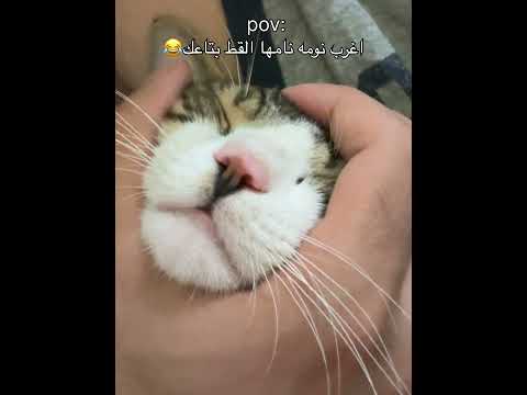 هتنصدم من النومه الغريبه دي😱حمبولّه كل مرّه بيفاجئني بنومه اغرب من اللي قبلها😂